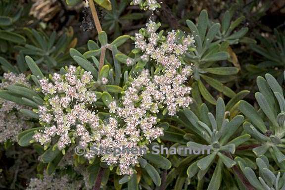 eriogonum arborescens 5 graphic